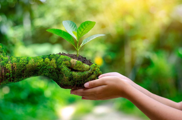 A importância da conservação do meio-ambiente